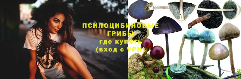 Псилоцибиновые грибы Magic Shrooms  наркотики  Адыгейск 